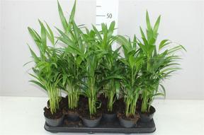 Chrysalidocarpus