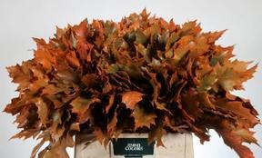 Zeleň - eik rubra barvený mix