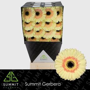 Gerbera diamond cartizze