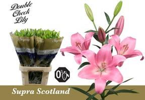 Lilium la scotland