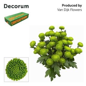 Chrys tr deligreen
