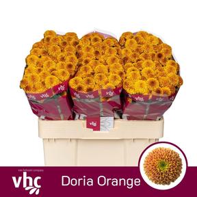 Chrys sa doria orange