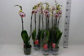 Phalaenopsis Reims 3tak
