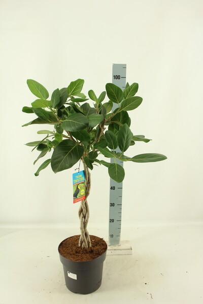 Ficus beng. Audrey