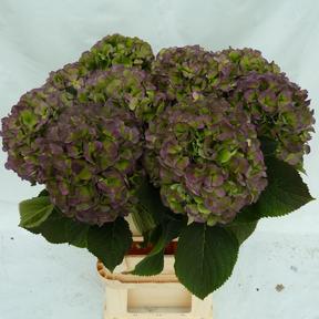Hydrangea verena blauw classic