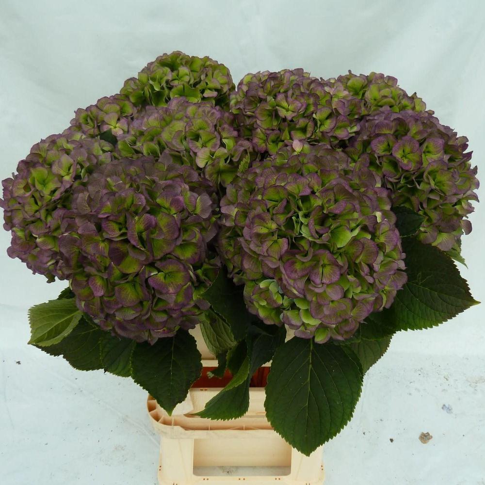 Hydrangea verena blauw classic