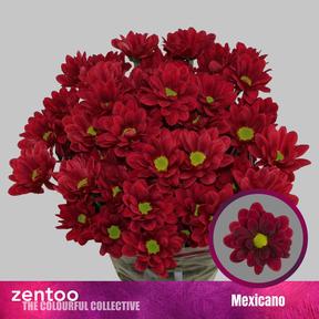 Chrys tr mexicano