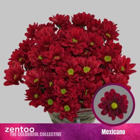 Chrys tr mexicano