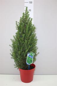 Picea glauca December