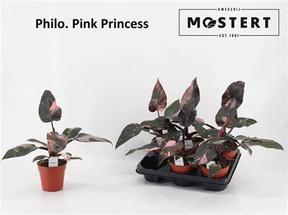 Philodendron Pink Princess
