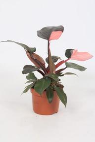 Philodendron Pink Princess