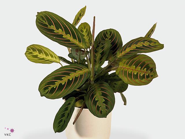 Maranta Lemon Lime