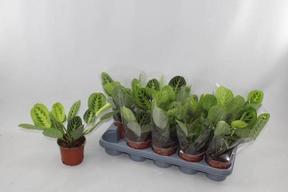 Maranta Lemon Lime