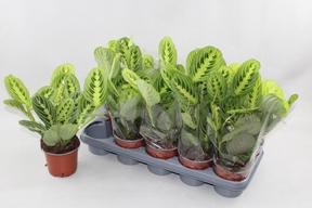 Maranta Lemon Lime