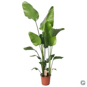 Strelitzia Nicolai