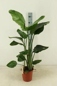 Strelitzia Nicolai