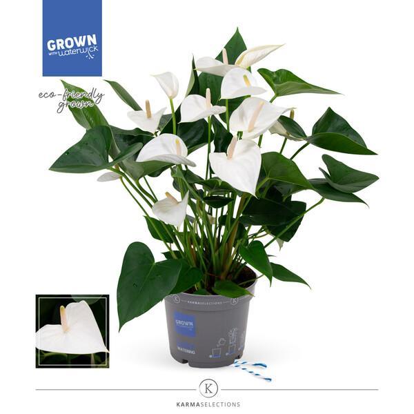 Anthurium Karma white 7+
