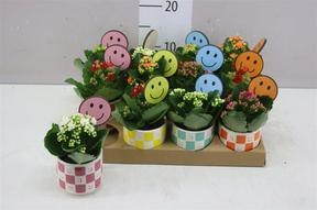 Kalanchoe bílé keramika