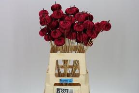 Zeleň - schinus molle barvený mix bal.