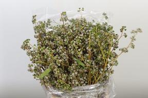 Zeleň - eucalyptus exotica berries