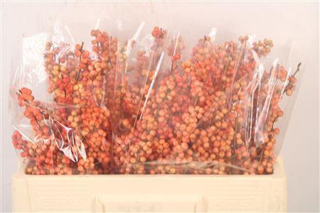 Ilex magical daydream