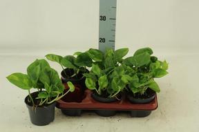 Epipremnum Global Green