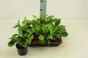Epipremnum Global Green