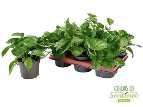 Epipremnum Global Green