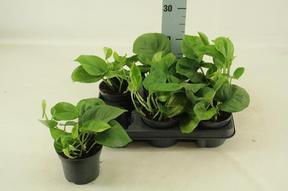 Epipremnum Global Green