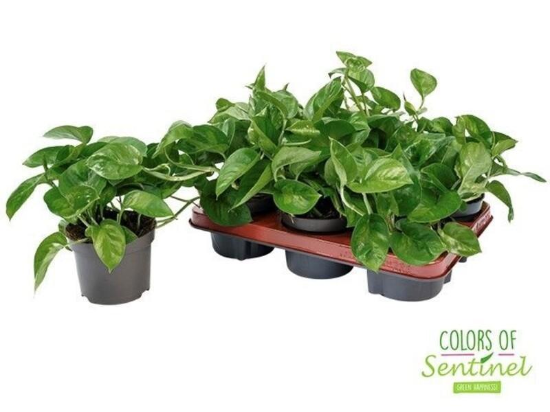 Epipremnum Global Green