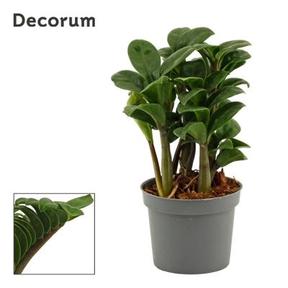 Zamioculcas Zenzi