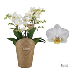 Phalaenopsis Duetto multiflora mix 4tak