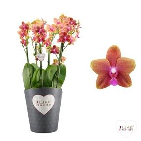 Phalaenopsis Duetto multiflora mix 4tak
