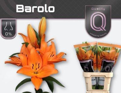 Lilium la barolo