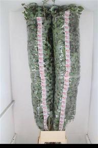 Zeleň - euk. cinerea