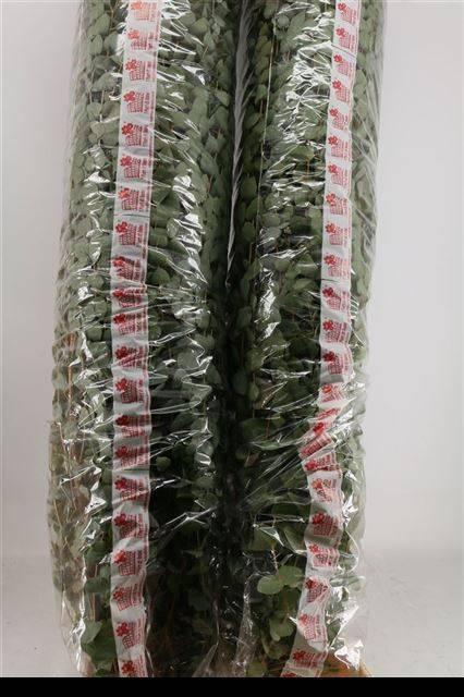 Zeleň - eucalyptus cinerea 200 cm