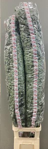 Zeleň - euk. cinerea