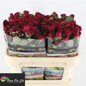 Rosa tr red trendsetter