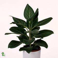 Ficus beng. Audrey