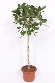 Ficus beng. Audrey