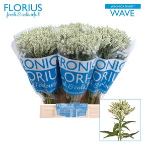 Veronica smart wave