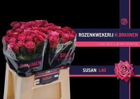 Rosa gr susan