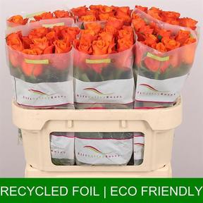 Rosa gr orange wave