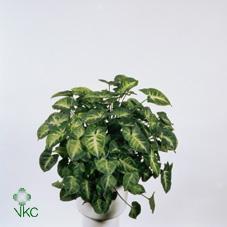 Syngonium Confetti