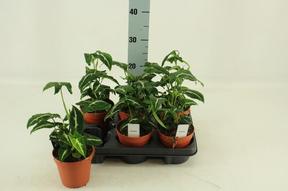 Syngonium Confetti
