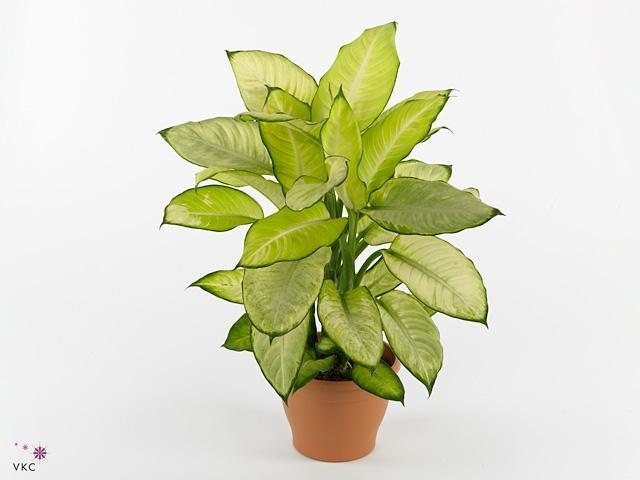 Dieffenbachia Sublime