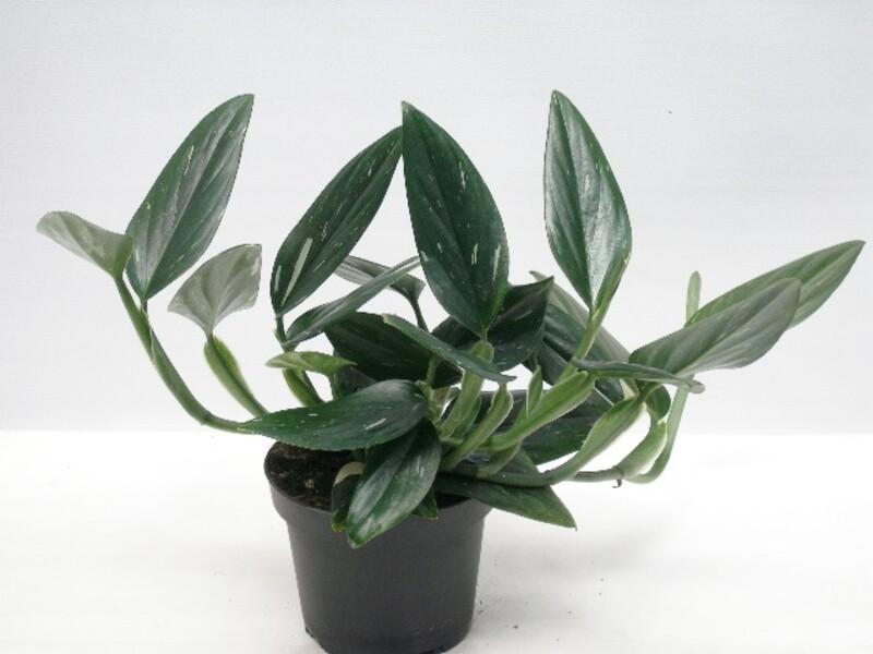 Philodendron Cobra