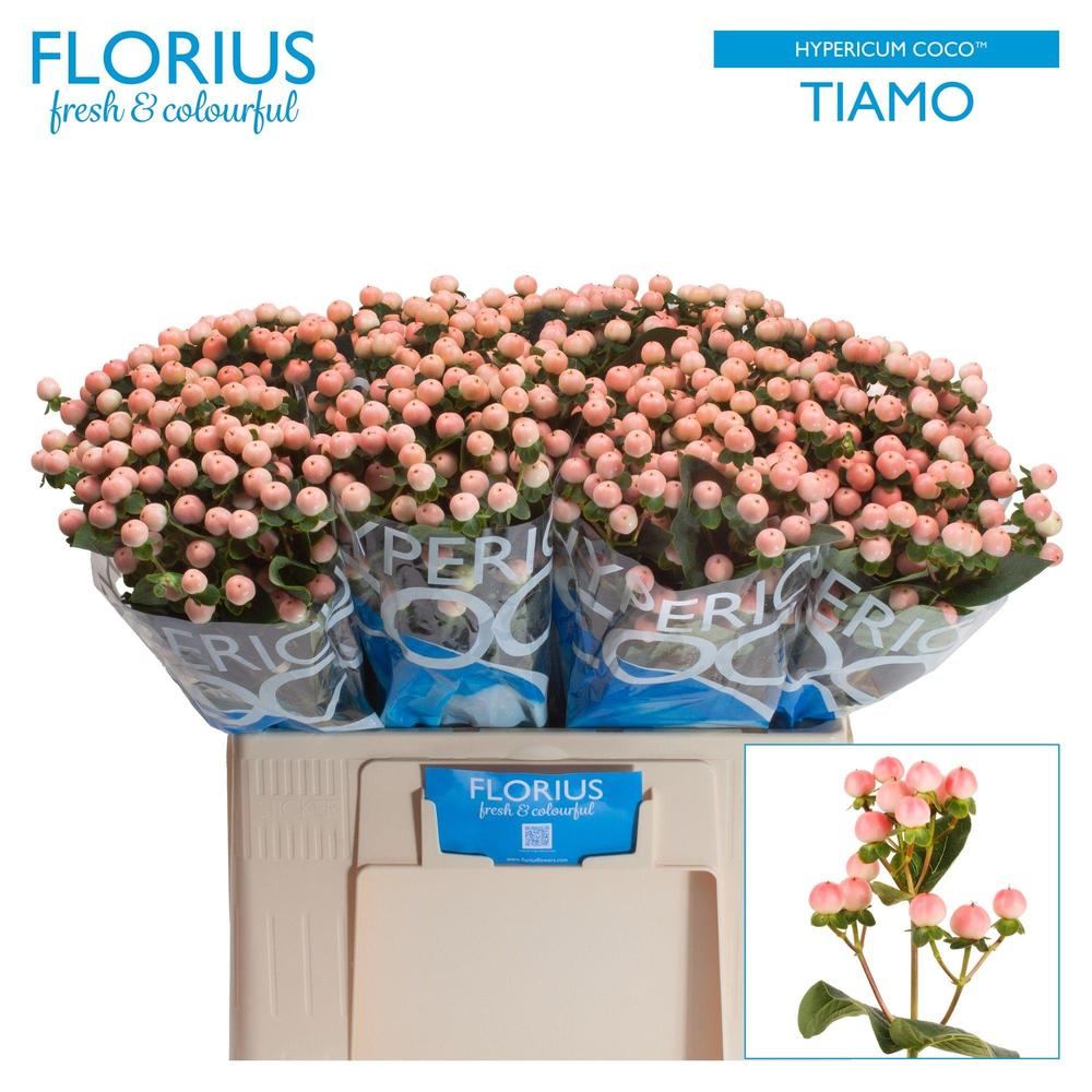 Hypericum coco tiamo