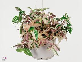 Tradescantia albiflora