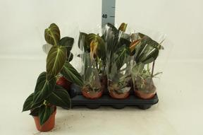 Philodendron melanochrysum